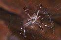 Argiope_ZZ307_D3474_Z_85_Karinji NP_Australie